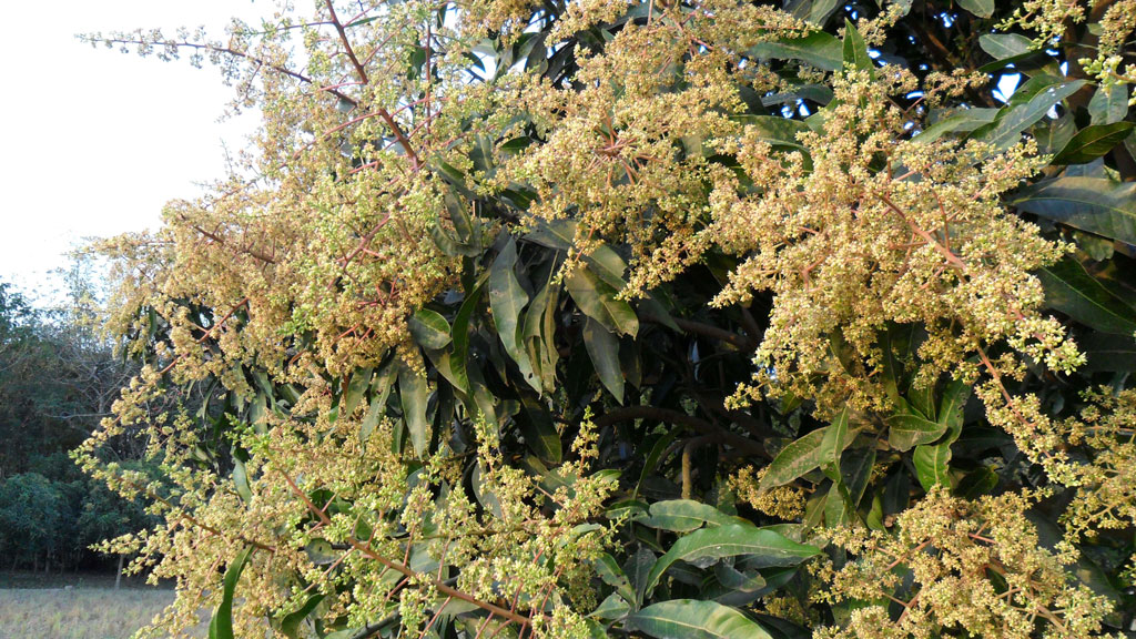 বেড়েছে আমের আবাদ, লক্ষ্য ২৩ হাজার মেট্রিক টন