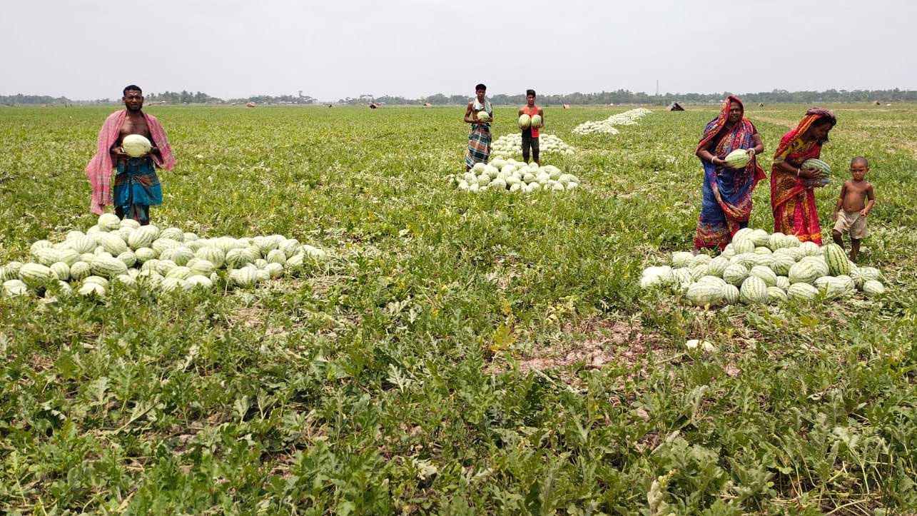 পাইকগাছায় তরমুজের বাম্পার ফলন