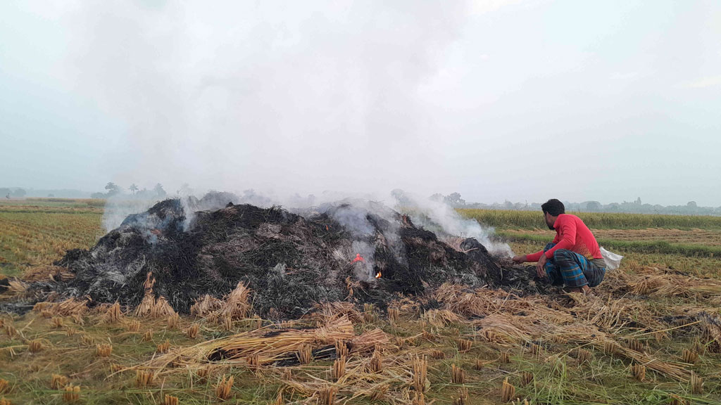 কলারোয়ায় দুর্বৃত্তদের আগুনে পুড়ল কৃষকের এক বিঘা জমির ধান 