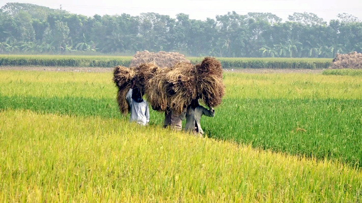 খেতের পাকা ধান কেটে মাথায় নিয়ে ঘরে ফিরছেন কৃষক। বাইপাস এলাকা, কুষ্টিয়া, ১১ ডিসেম্বর ২০২২। ছবি: মিলন উল্লাহ