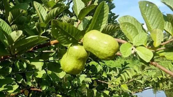 বীজবিহীন পেয়ারার নতুন জাত উদ্ভাবন