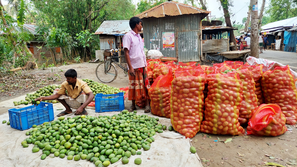 ঝড়ে পড়া আম চাষিরা বিক্রি করছেন ১-২ টাকা কেজি, হাতবদলেই ৩০ টাকা 