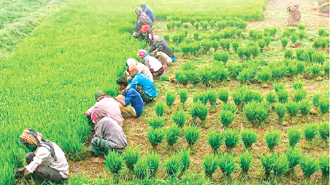 ঘন কুয়াশায় নষ্ট হচ্ছে বোরোর চারা