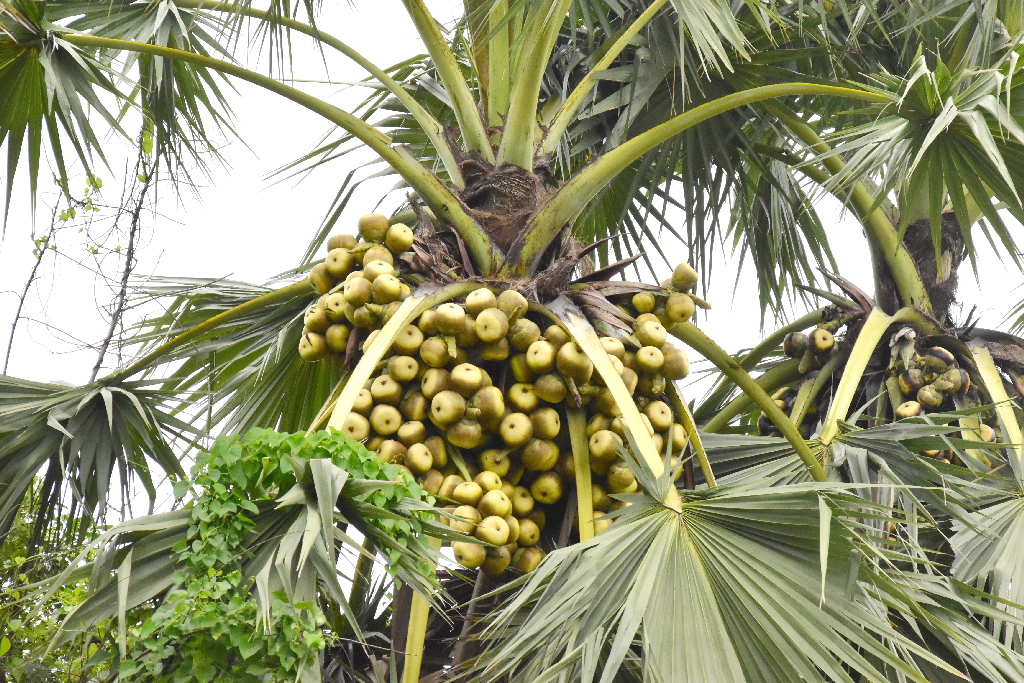 বরেন্দ্র অঞ্চলের গাছে গাছে ঝুলছে তাল। শ্রাবণ পেরিয়ে ভাদ্র মাস এলেই পুরোপুরি পেকে যাবে এই তাল। গোদাগাড়ী উপজেলার দেওপাড়া ইউনিয়নের একটি গ্রাম, রাজশাহী, ১৮ জুলাই ২০২৩। ছবি: মিলন শেখ।
