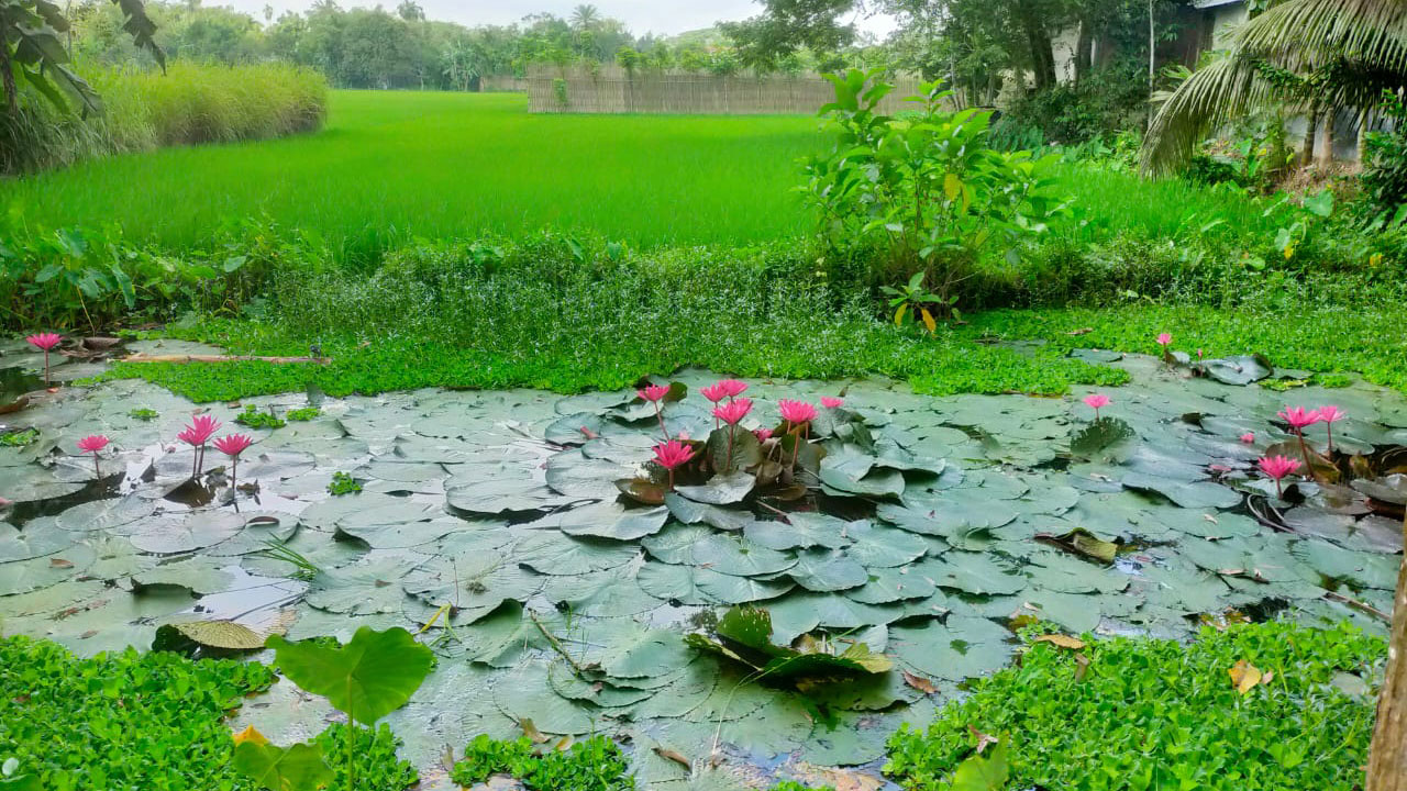 পদ্মফুল নজর কাড়ছে সবার