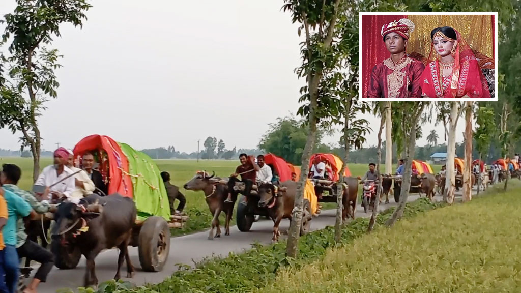 বাবার ইচ্ছে পূরণে গরু-মহিষের ১০ গাড়িতে বরযাত্রী