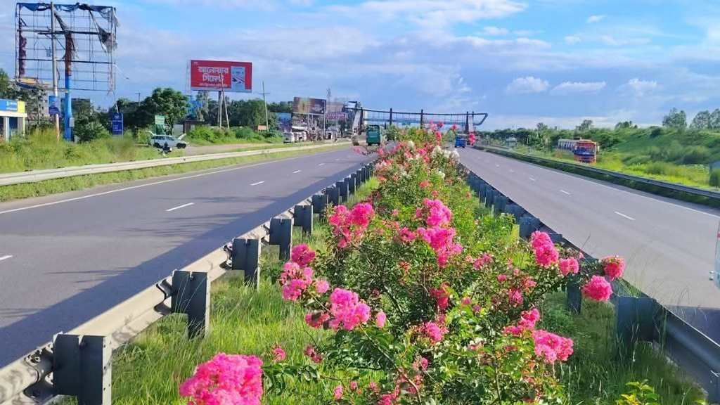গোলাপি ফুলে রাঙা এক্সপ্রেসওয়ে, সৌন্দর্যে মুগ্ধ যাত্রীরা