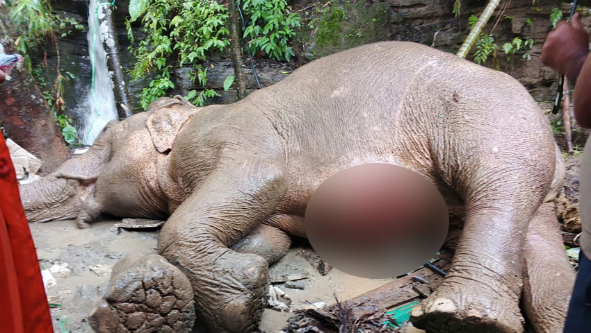 টেকনাফে পাহাড় থেকে পড়ে আহত মা হাতিকে বাঁচানো গেলো না