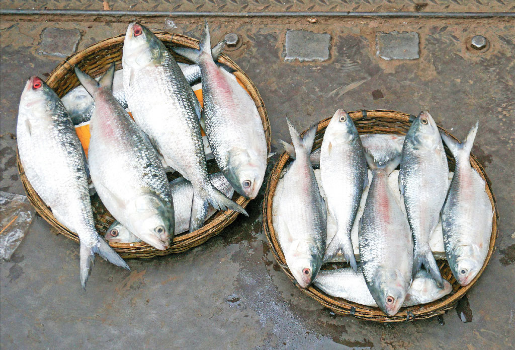 মেঘনার মা ইলিশ রক্ষা করাই হবে চ্যালেঞ্জ