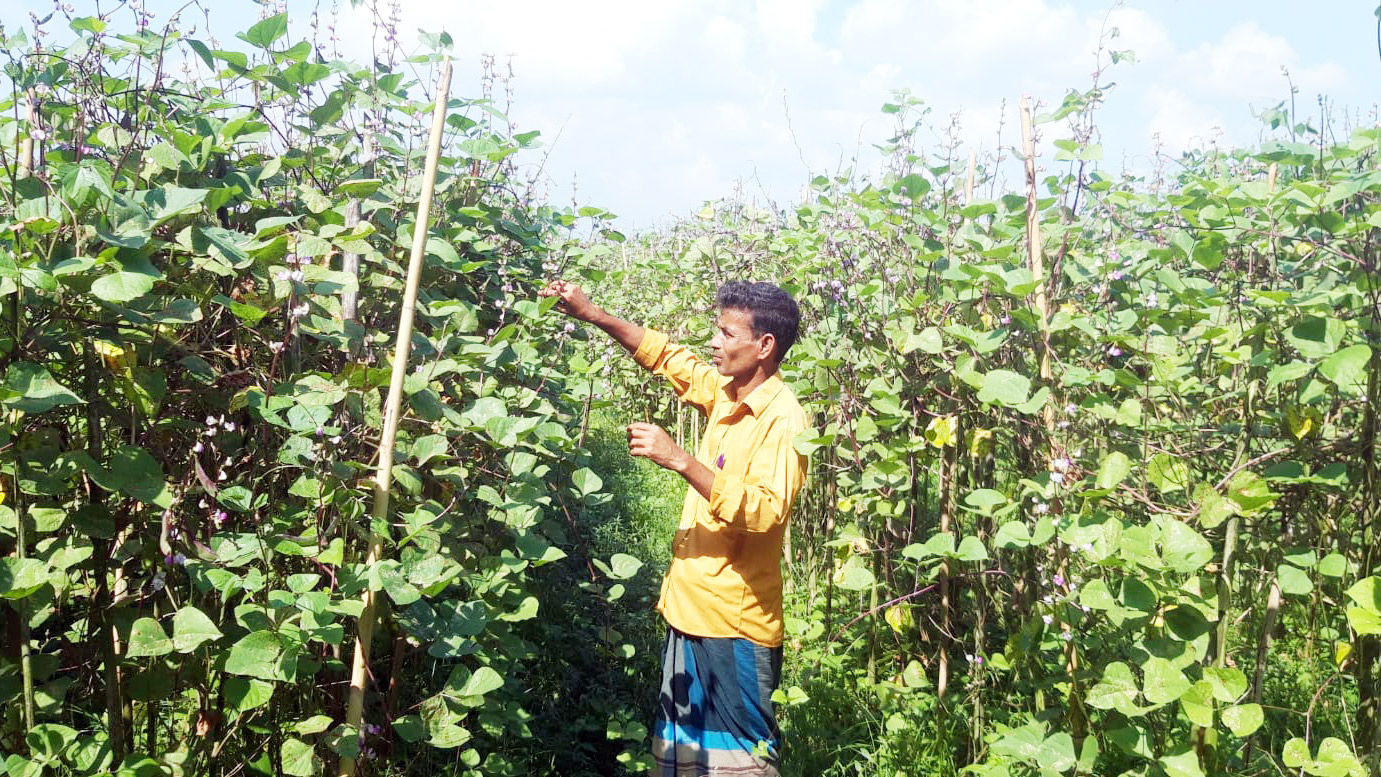 রূপবান শিমে সফল চাষি