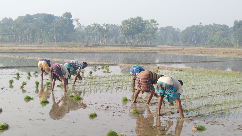 তীব্র শীতে নাকাল জনজীবন। প্রয়োজন ছাড়া ঘর থেকে বের হচ্ছেন না মানুষ। এমন হাড় কাঁপানো ঠান্ডা উপেক্ষা করে বোরো চারা রোপণ করছেন কৃষকেরা। তৈলকুপির বিল, পাটকেলঘাটা, সাতক্ষীরা, ১৫ জানুয়ারি, ২০২৪। ছবি: মুজিবুর রহমান