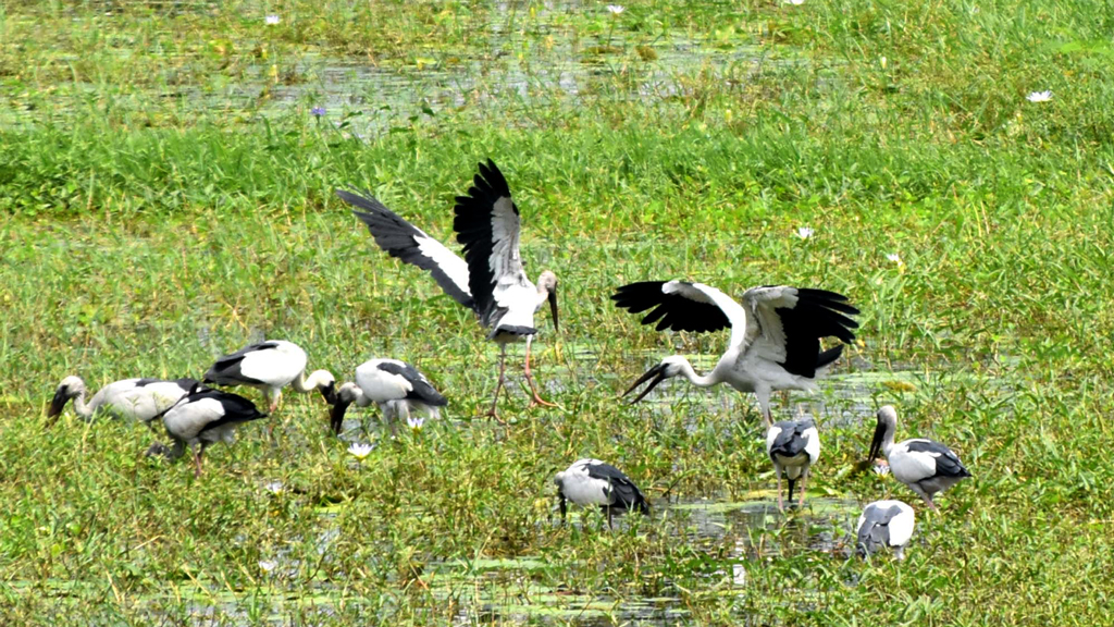 বৃষ্টির পানি জমে থাকা মাঠে খাবারের সন্ধানে নেমেছে শামুকখোল পাখির একটি দল। পবা উপজেলার পারিলা ইউনিয়নের খড়খড়ি বাইপাস এলাকা থেকে তোলা, রাজশাহী, ২১ আগস্ট ২০২৪। ছবি: মিলন শেখ