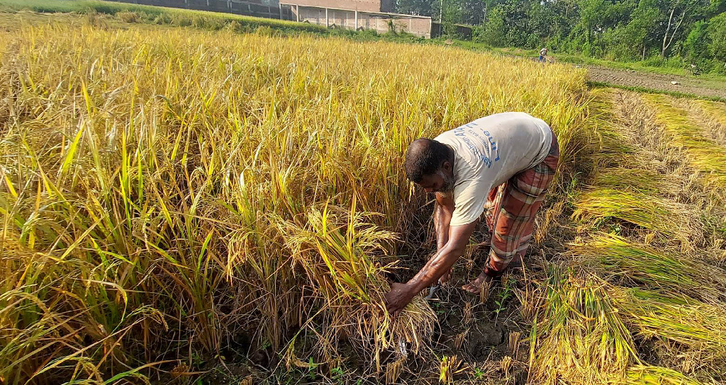 দিনের ছবি (১১ ডিসেম্বর, ২০২২)