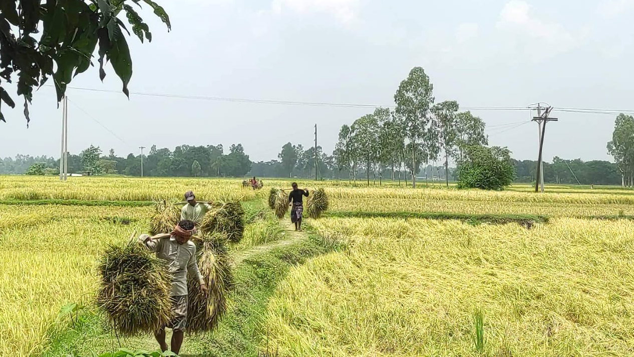 ন্যায্যমূল্য পাওয়া নিয়ে শঙ্কা