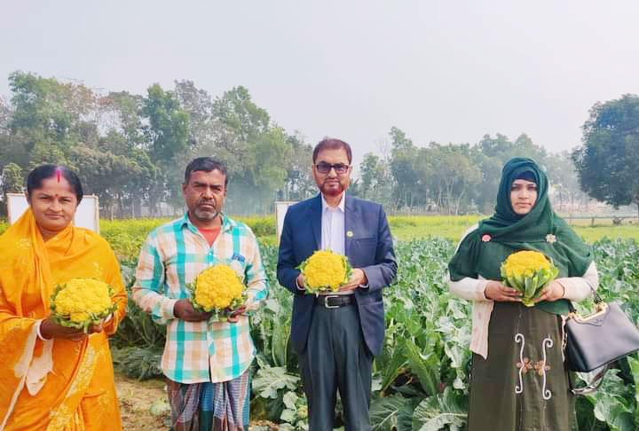 ফুলকপিতে সাত রং, চাষে সাফল্য সুশেন ও দীপার 