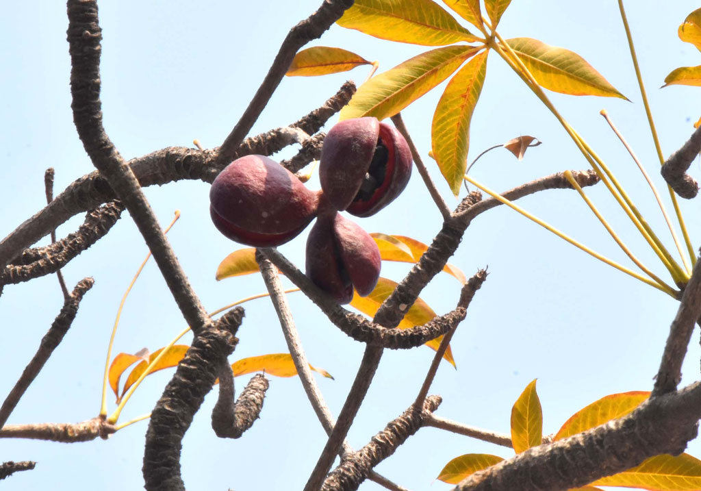 কাঠবাদাম থোকায় থোকায় ঝুলছে গাছে। নগরী রাণীবাজার এলাকা, রাজশাহী, ১২ ফেব্রুয়ারি ২০২৪। ছবি: মিলন শেখ
