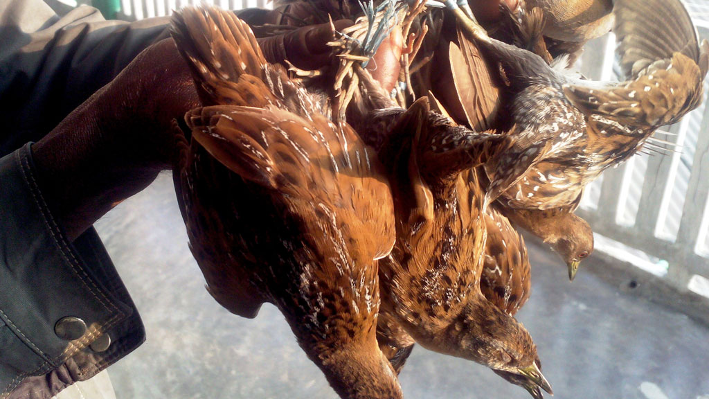 পরিযায়ী পাখি শিকার বাড়ছে