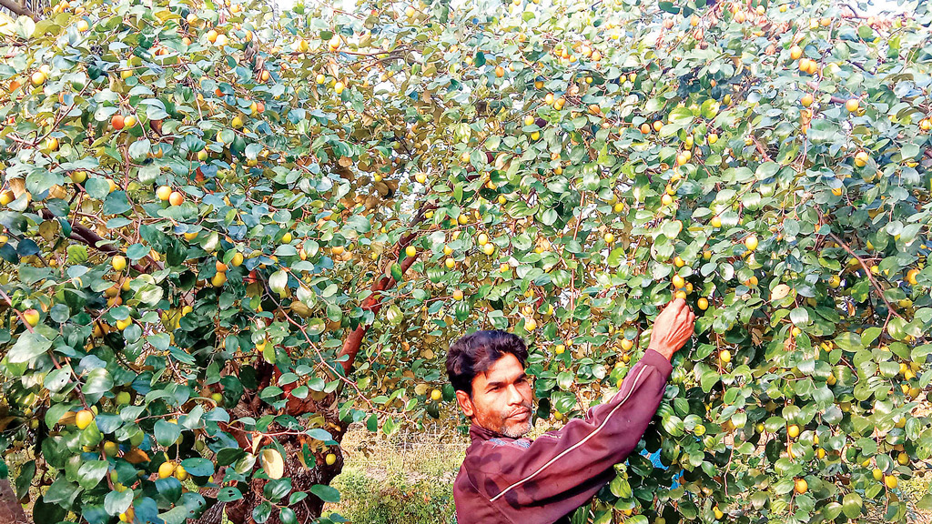 কুলের দাম কম, আগ্রহ হারাচ্ছেন চাষি