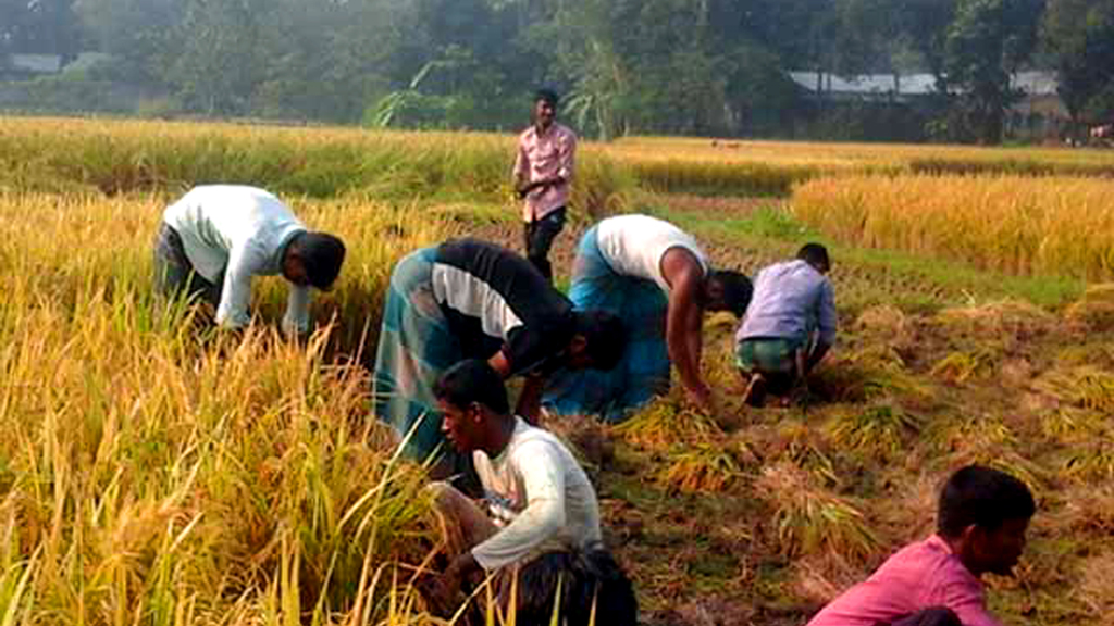 ধানের গন্ধে ম-ম চারদিক