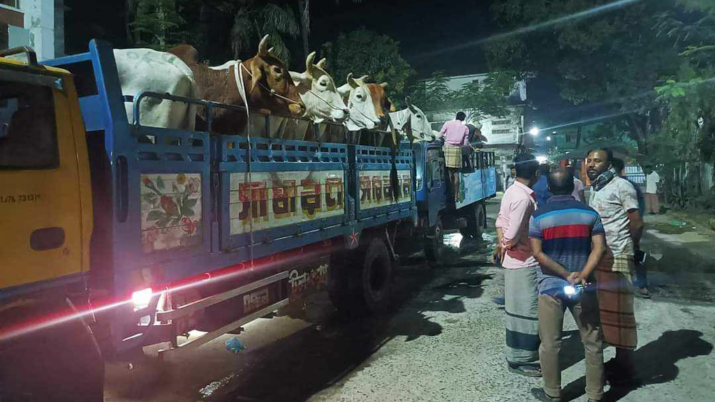 চকরিয়ায় মহাসড়কে লুট হওয়া ১৭টি গরু গভীর জঙ্গল থেকে উদ্ধার, গ্রেপ্তার ২