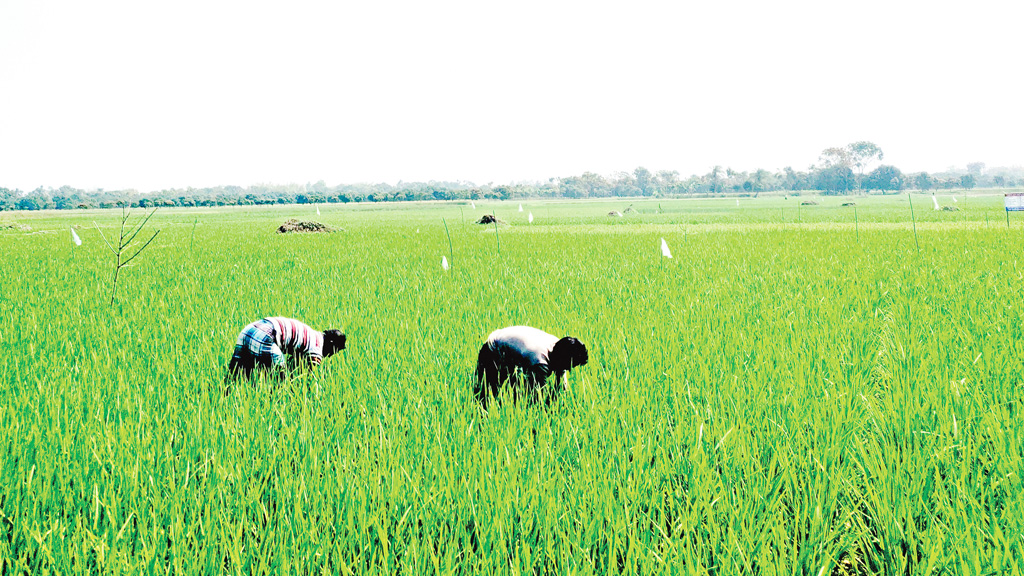 ফসল বাঁচাতে নিষিদ্ধ পলিথিন