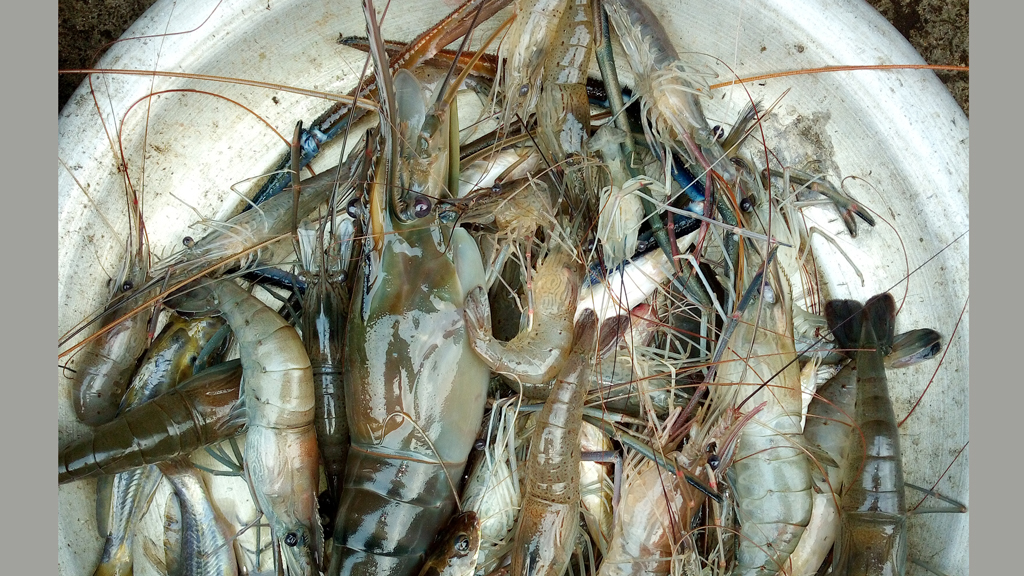 কীটনাশকে কমছে দেশি মাছ