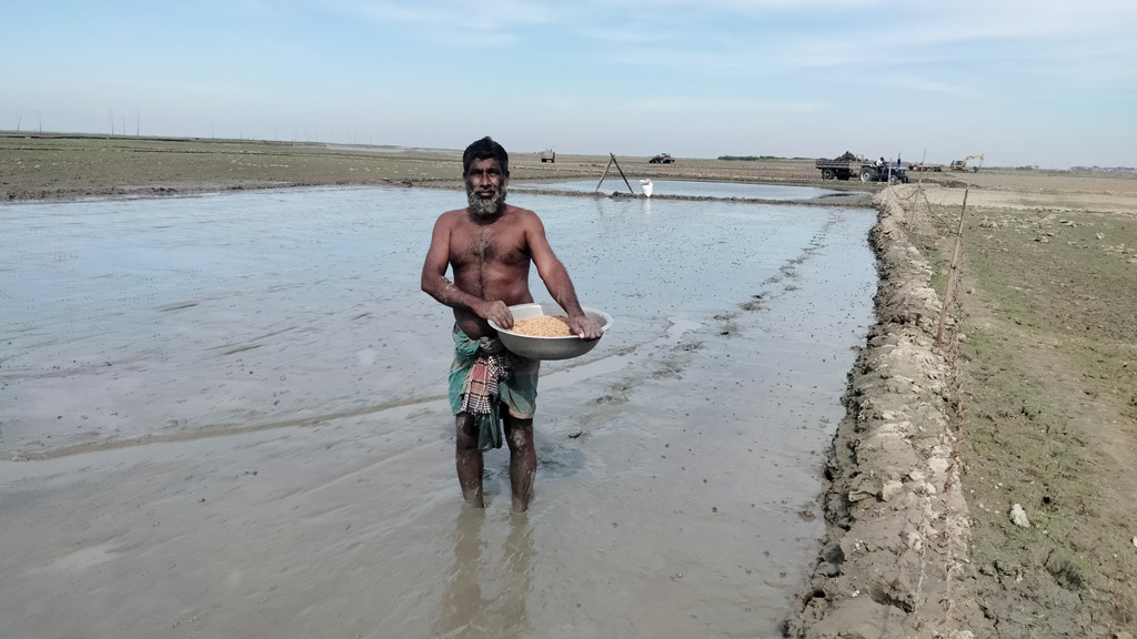 ব্রি-৮৮ ও ৮৯ জাতের ধানে ঝুঁকছেন হাওরের কৃষকেরা