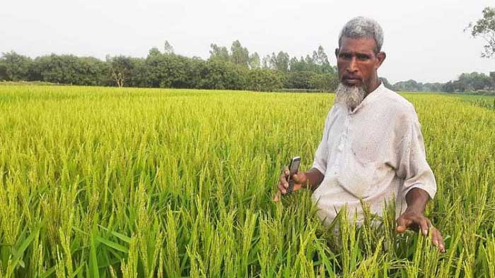 ধানের নতুন জাত, হিট শকেও ফলন কমবে না