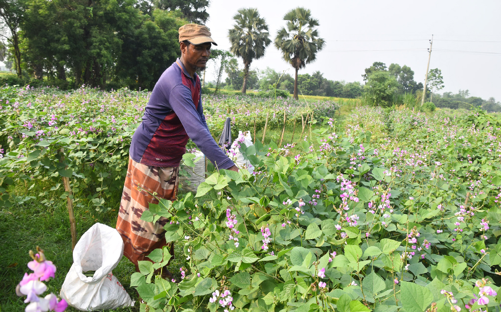 বরেন্দ্র অঞ্চলে কৃষকেরা মাঠে মাচা করে শিম গাছ লাগিয়েছেন। ফলন ভালো হয়েছে। মাঠ থেকে পাইকারি কিনে নিয়ে যাচ্ছে ব্যবসায়ীরা। বিক্রির জন্য শিম সংগ্রহ কর বস্তায় ভরছেন কৃষক। গোদাগাড়ী উপজেলার রিশিকুল ইউনিয়নের বাইপুর গ্রামের একটি মাঠ থেকে তোলা, রাজশাহী, ২৪ অক্টোবর ২০২৪। ছবি: মিলন শেখ