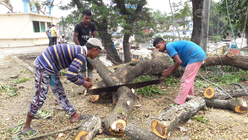 ঝুঁকিপূর্ণ শতবর্ষী সেই চার গাছ কাটা শুরু