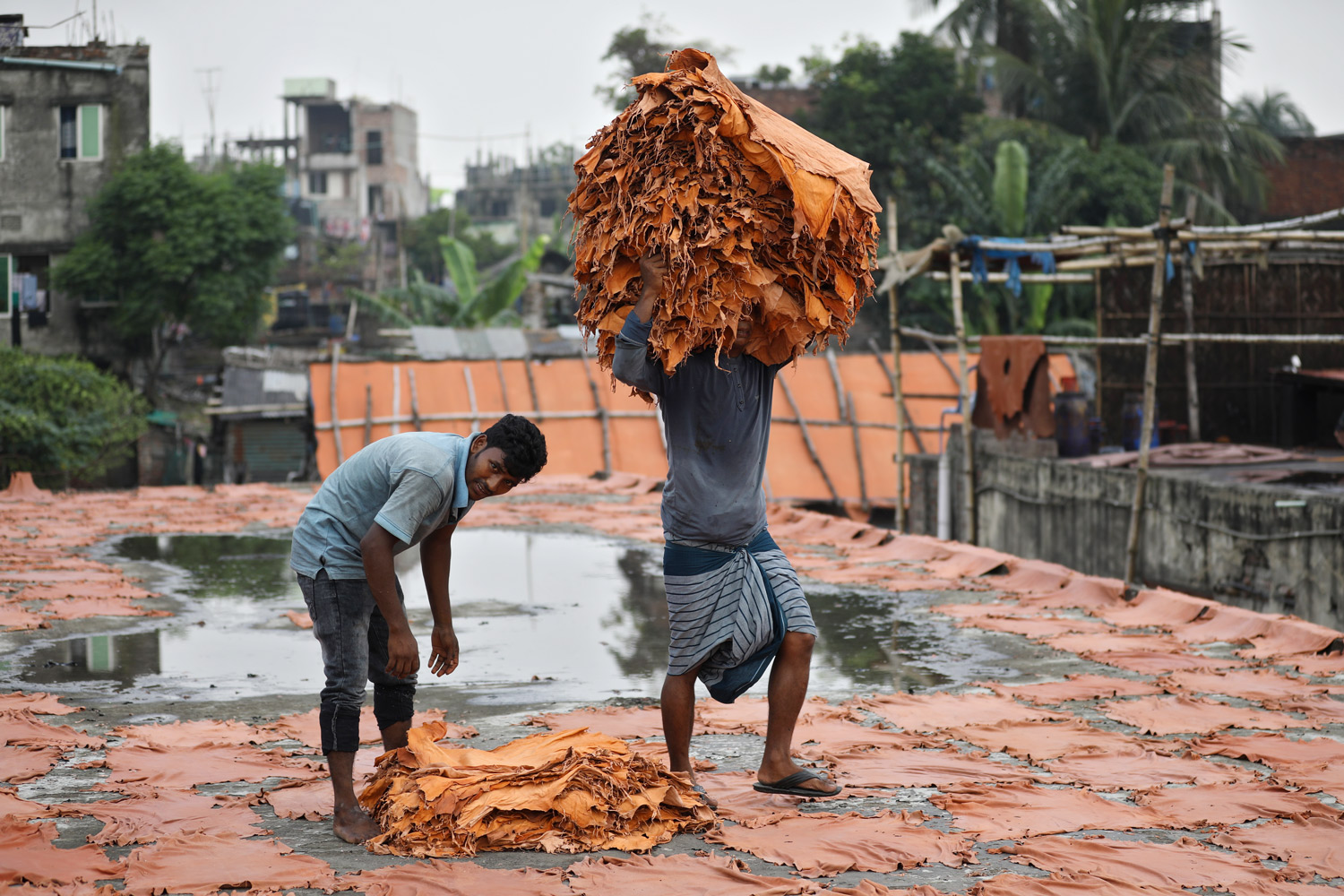 শুকানোর পর নিয়ে যাওয়া হচ্ছে চামড়া।