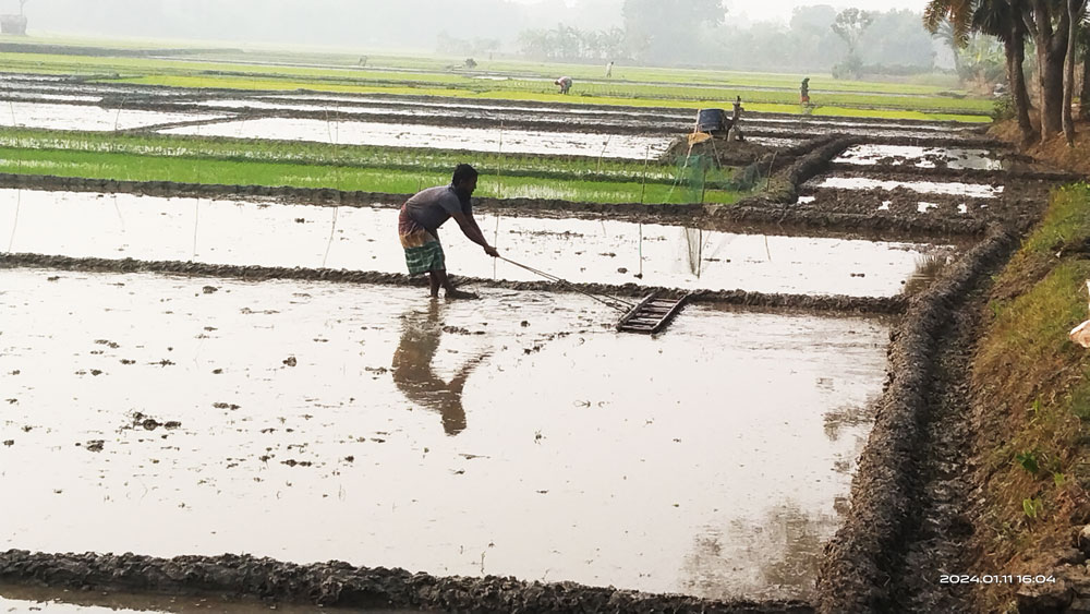 হালের গরুর অভাবে সাতক্ষীরার পাটকেলঘাটায় অধিকাংশ কৃষক নিজেই মই টেনে বোরো চাষের জমি তৈরি করছেন। সাতক্ষীরার পাটকেলঘাটার জুজখোলা গ্রাম থেকে ছবিটি তুলেছেন মুজিবুর রহমান।
