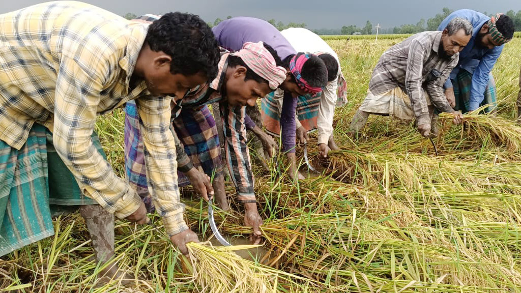 শ্রমিক না মেলায় ধান ঘরে তোলা নিয়ে দুশ্চিন্তা