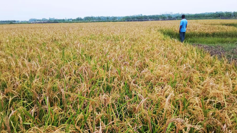 ব্রি-২৮ জাতের ধানে চিটা, খরচ না ওঠার শঙ্কায় চাষি