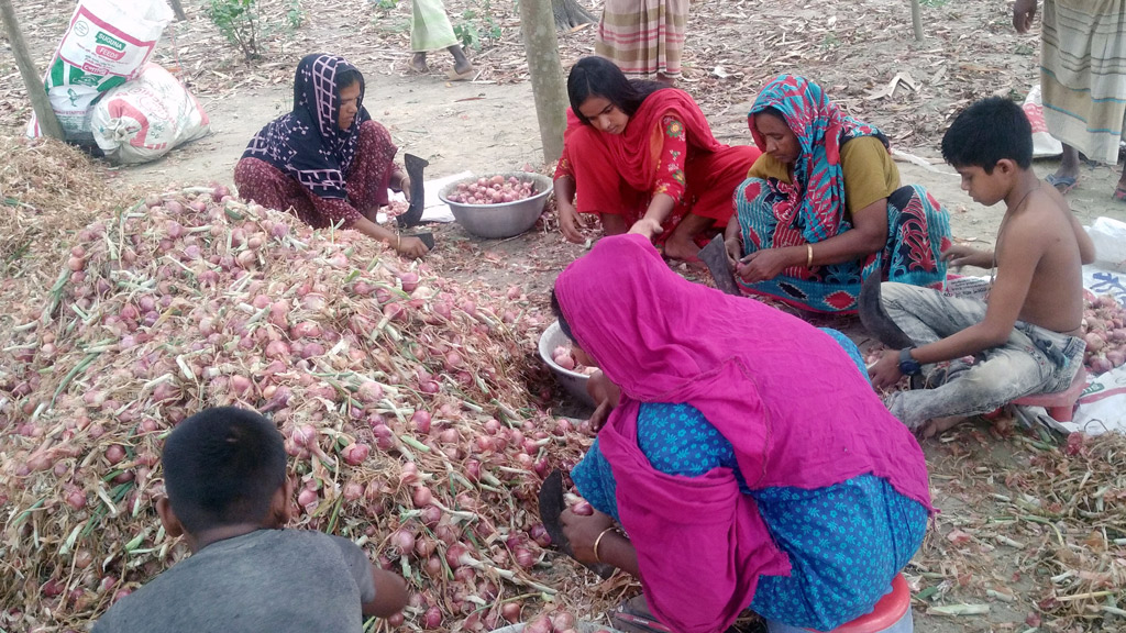 পেঁয়াজের ফলনে খুশি চাষি, দাম নিয়ে চিন্তা