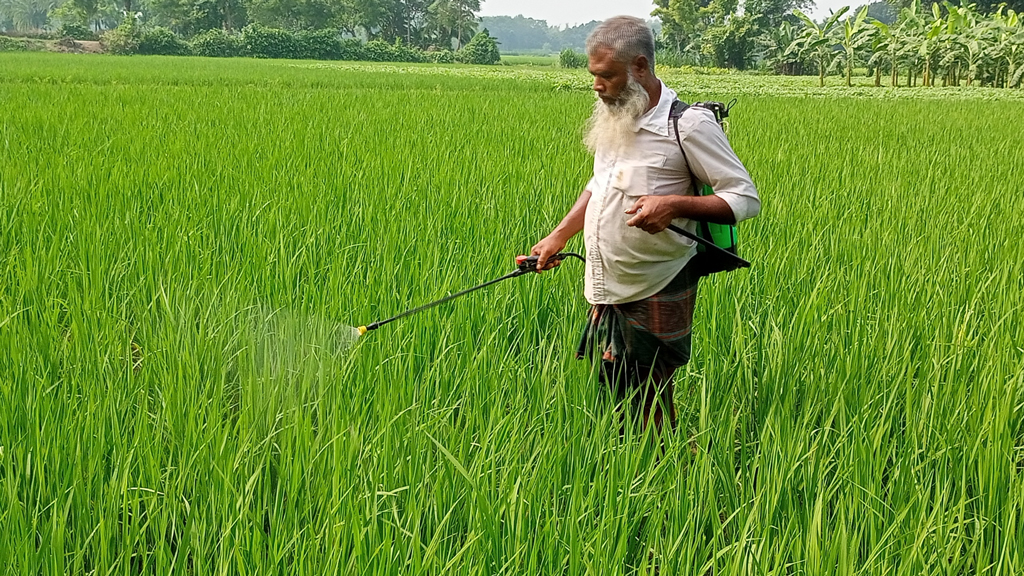 আমনে মাজরা পোকার হানা, বিপাকে কৃষক