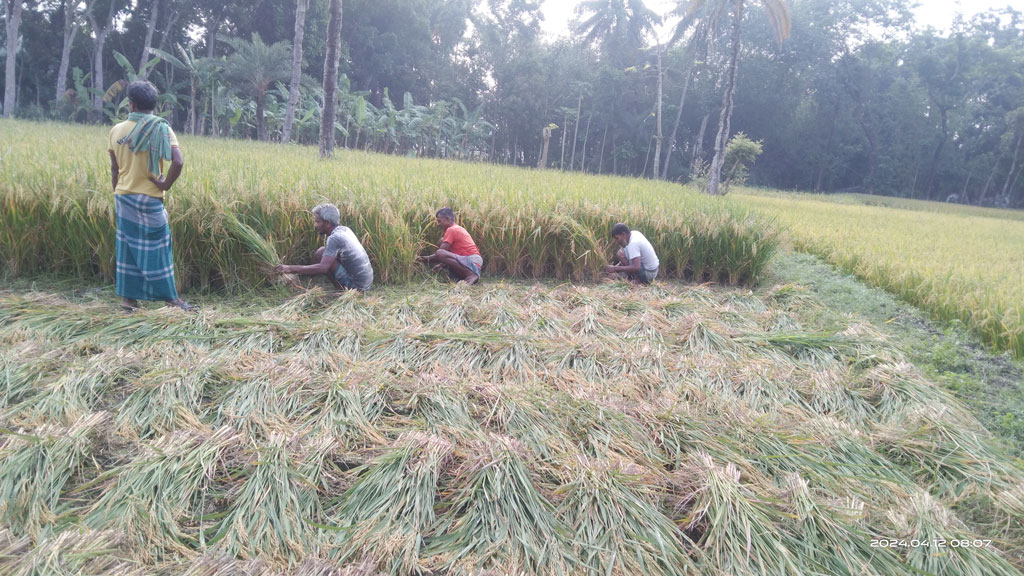 পাটকেলঘাটায় এবার বোরো ধানের ভালো ফলন হয়েছে। ঈদের আনন্দ শেষ হওয়ার আগেই কৃষক ধান কাটতে মাঠে নেমেছেন। আমতলাডাঙ্গা মাঠ থেকে তোলা, সাতক্ষীরা, ১২ এপ্রিল ২০২৪। ছবি: মুজিবুর রহমান। 