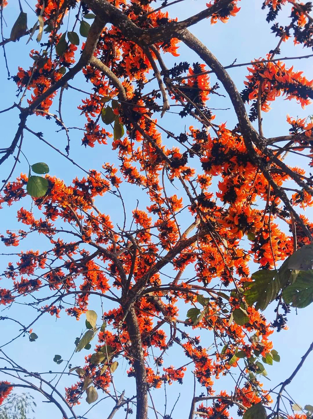 আজ পয়লা ফাল্গুন। ষড়্ঋতু পরিক্রমায় প্রকৃতিতে এসেছে ঋতুরাজ বসন্ত। সোনালি রোদ, স্বচ্ছ আকাশ। শীতের রিক্ততা ভুলে প্রকৃতিতে বইছে ফাল্গুনী হাওয়া। গাছে গাছে শিমুল-পলাশ ফুল রাঙিয়ে তুলেছে প্রকৃতি। রাথুরা গ্রাম, বানিয়াজুরী ইউনিয়ন, ঘিওর উপজেলা, মানিকগঞ্জ, ১৪ ফেব্রুয়ারি ২০২৪। ছবি: আব্দুর রাজ্জাক