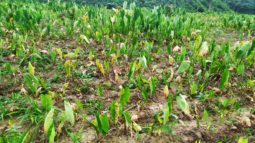 অনাবৃষ্টিতে ক্ষতির মুখে কচুচাষি