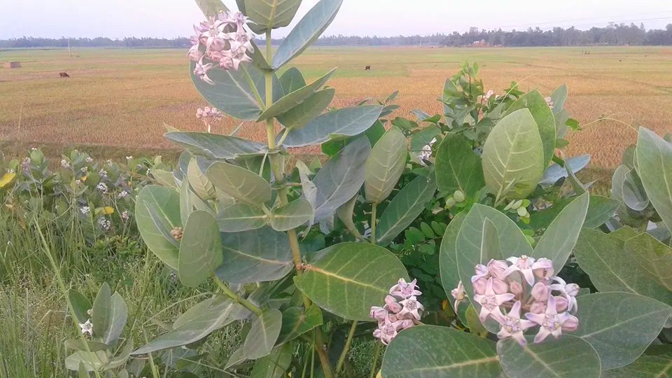 কমে গেছে ঔষধি উদ্ভিদ আকন্দ