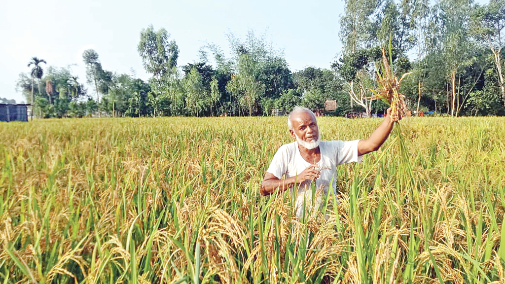 ধান চিটা, কৃষকের মুখ মলিন