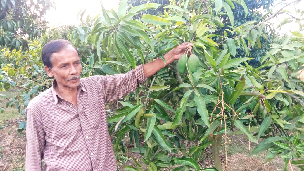 শীতেও গাছে গাছে পাকা আম ও মুকুলের সুবাস