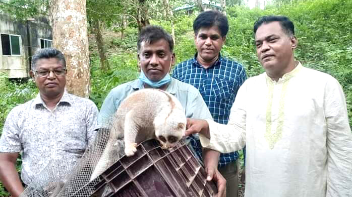 পথ হারিয়ে লোকালয়ে লজ্জাবতী বানর