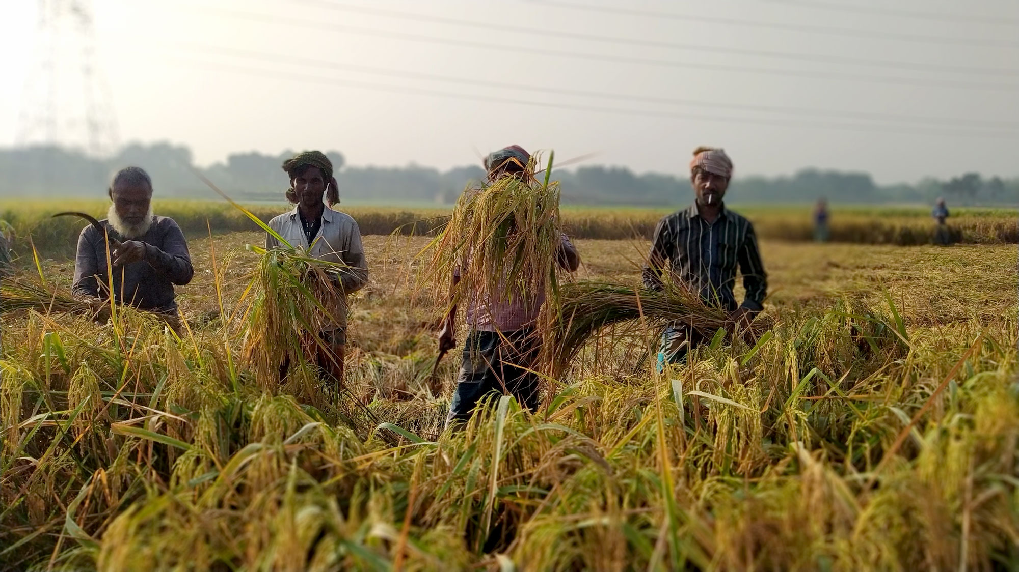 আমন ঘরে তুলতে ব্যস্ত কৃষক