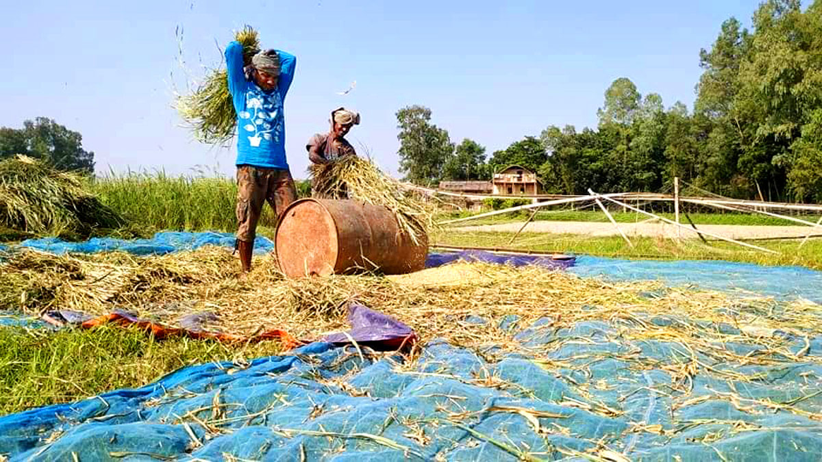 আমন ধান কাটা ও মাড়াই শুরু হয়েছে। ধান মাড়াইয়ে ব্যস্ত দুই কৃষি শ্রমিক। ঘিওর উপজেলার কাউটিয়া গ্রাম, মানিকগঞ্জ, ১২ নভেম্বর ২০২৩। ছবি: আব্দুর রাজ্জাক