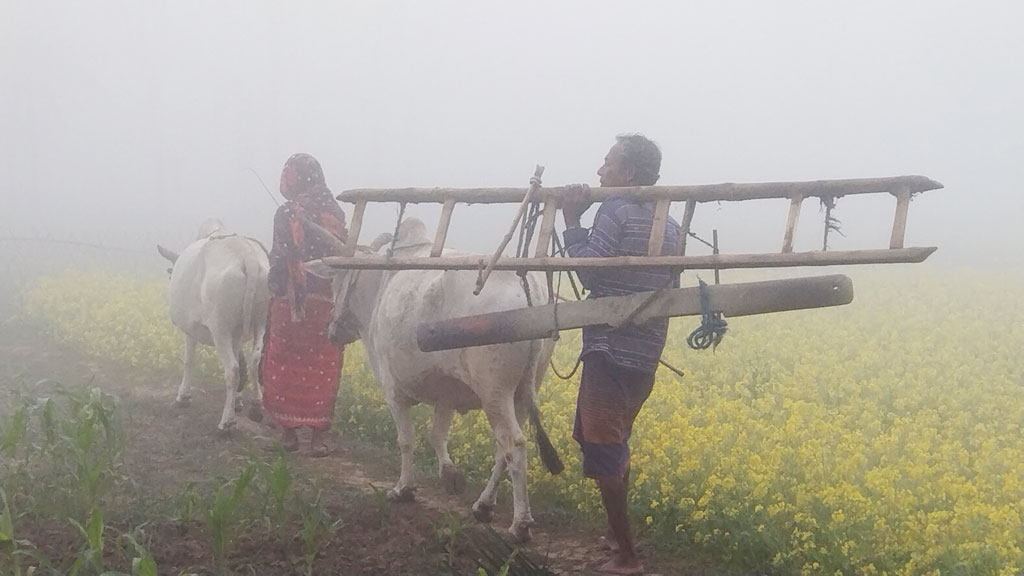 কুয়াশা ঘেরা কাক ডাকা ভোরে কৃষক মোসলেম গাজী লাঙল-জোয়াল কাঁধে নিয়ে স্ত্রীসহ ছুটছেন মাঠে। তালা উপজেলার পাটকেলঘাটা, সাতক্ষীরা, ২৪ ডিসেম্বর ২০২৩। ছবি: মুজিবুর রহমান।