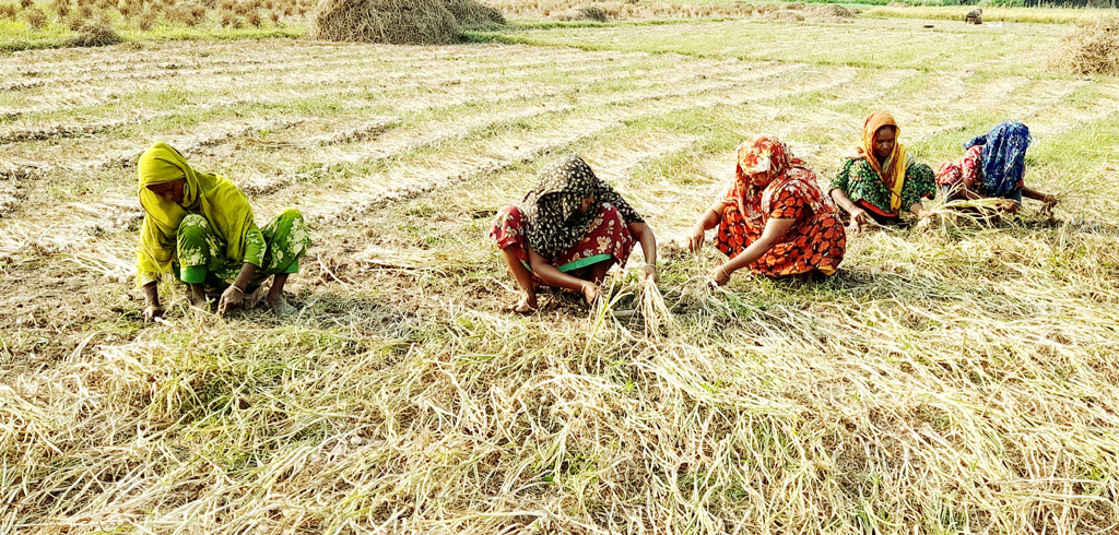 রসুনের ফলন ভালো হওয়ায় পুরুষদের পাশাপাশি নারীরাও রসুন তুলতে ব্যস্ত সময় পার করছেন। চাটমোহর, পাবনা, ২ এপ্রিল ২০২৩। ছবি: শুভাশীষ ভট্টাচার্য্য