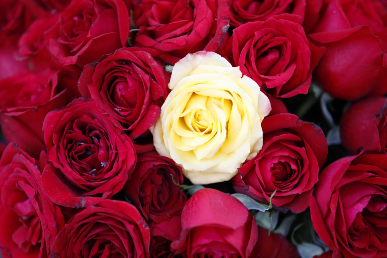 ভালোবাসার হরেক রঙের গোলাপে ছেয়ে গেছে বিশ্ববিদ্যালয়ের প্রাঙ্গণ। 