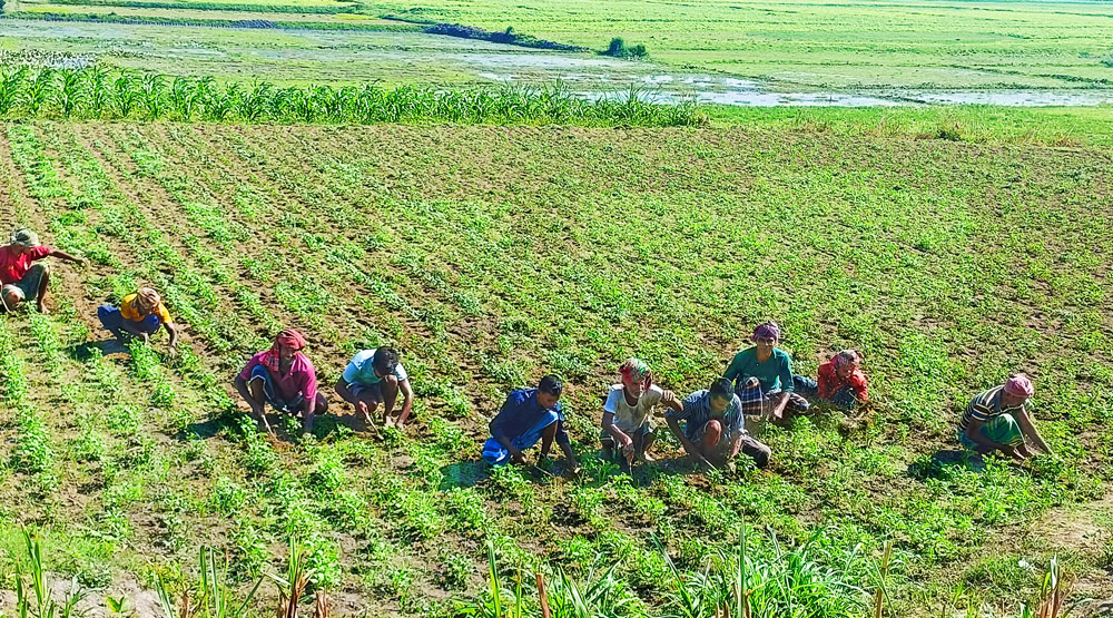 কালীগঙ্গা নদীর পাড়ের জমি পলি জমে উর্বর হয়ে উঠেছে। কৃষকেরা সেখানে করেছেন গোল আলুর আবাদ। ফলন ভালো পাওয়ার জন্য আগাছা পরিষ্কার করতে দেখা যাচ্ছে তাঁদের। ঘিওর উপজেলার সিংজুরী ইউনিয়নের আশাপুর গ্রাম, মানিকগঞ্জের। ছবি: আব্দুর রাজ্জাক