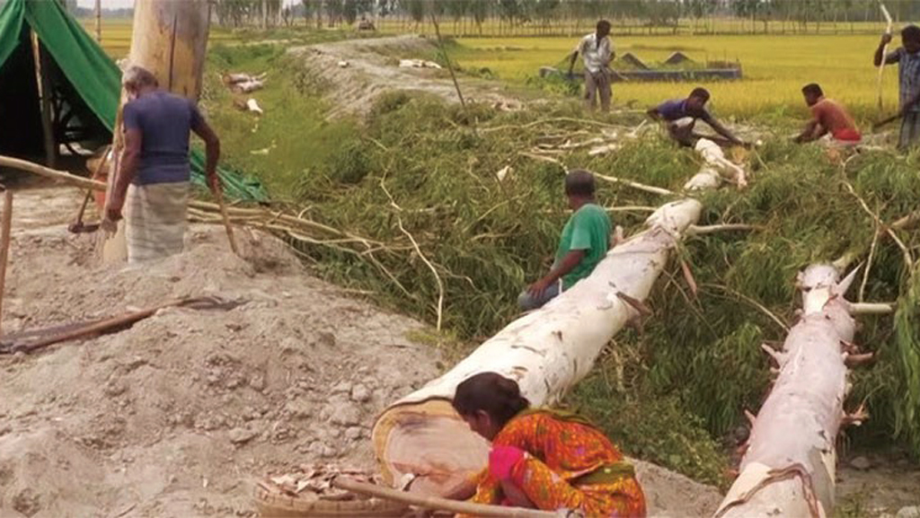 তিস্তা সেচ প্রকল্প সংস্কারের নামে কাটা হচ্ছে ৪ লক্ষাধিক গাছ, ৬০ শতাংশ কাটা শেষ